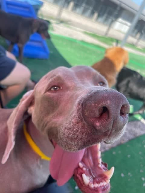 Atlas practicing focus during real-world training